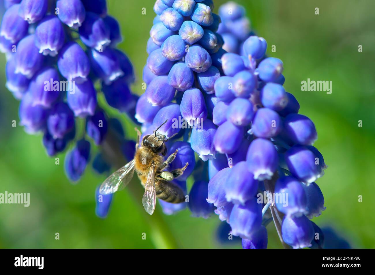 Une abeille occidentale (APIs mellifera) collectant du pollen d'une jacinthe de raisin (Muscari armeniacum), B. C., Canada. Banque D'Images