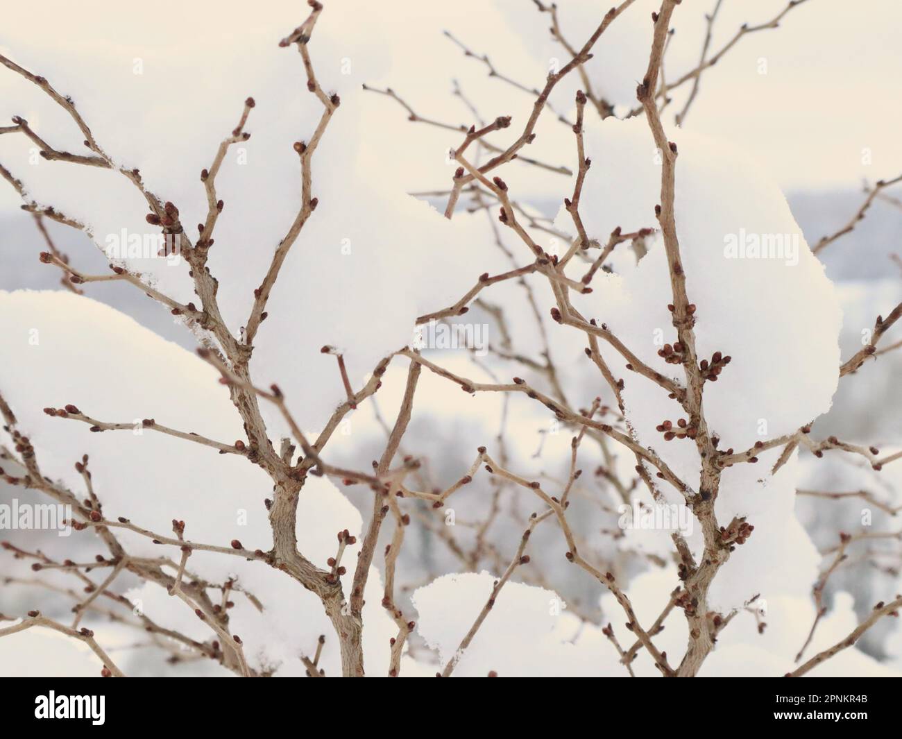 photo de près d'une plante enneigée dans la nature Banque D'Images