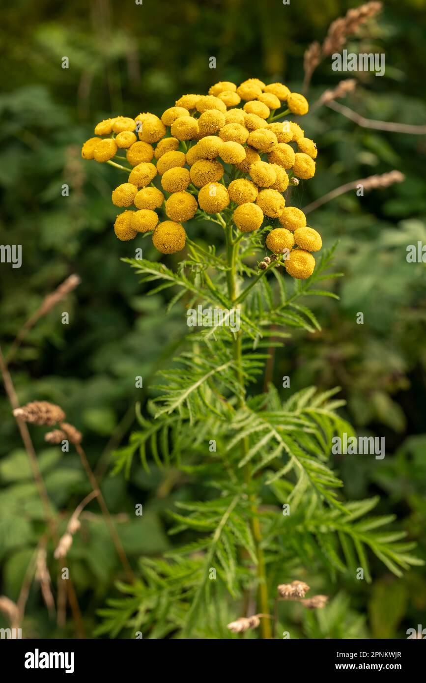 Tansy commune en fleurs (Tanacetum vulgare) avec des fleurs jaune vif Banque D'Images