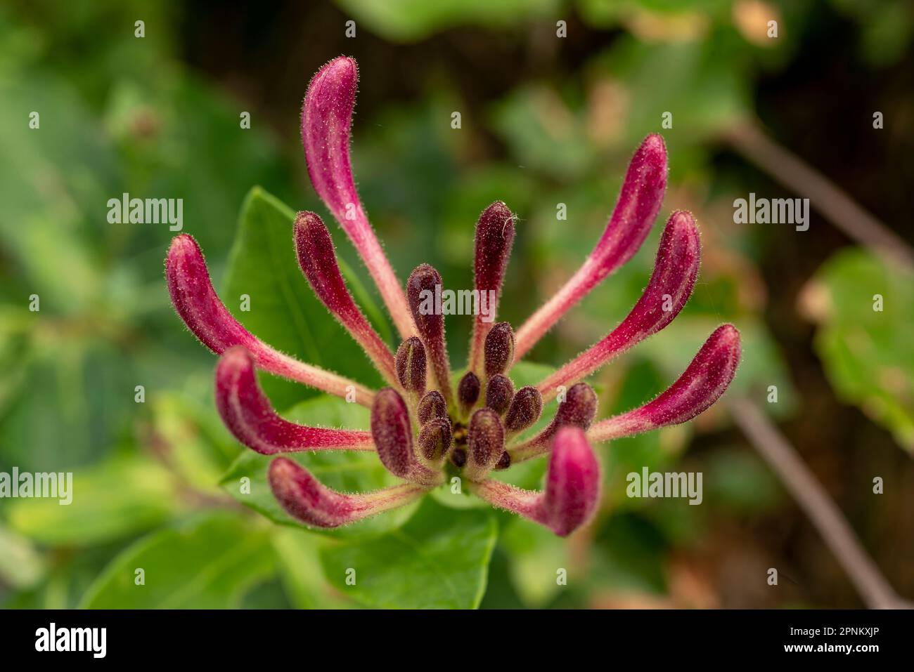 Belle photo macro de l'inflorescence rose de la floraison d'un chèvrefeuille commun (Lonicera periclymenum) croissant dans une forêt Banque D'Images