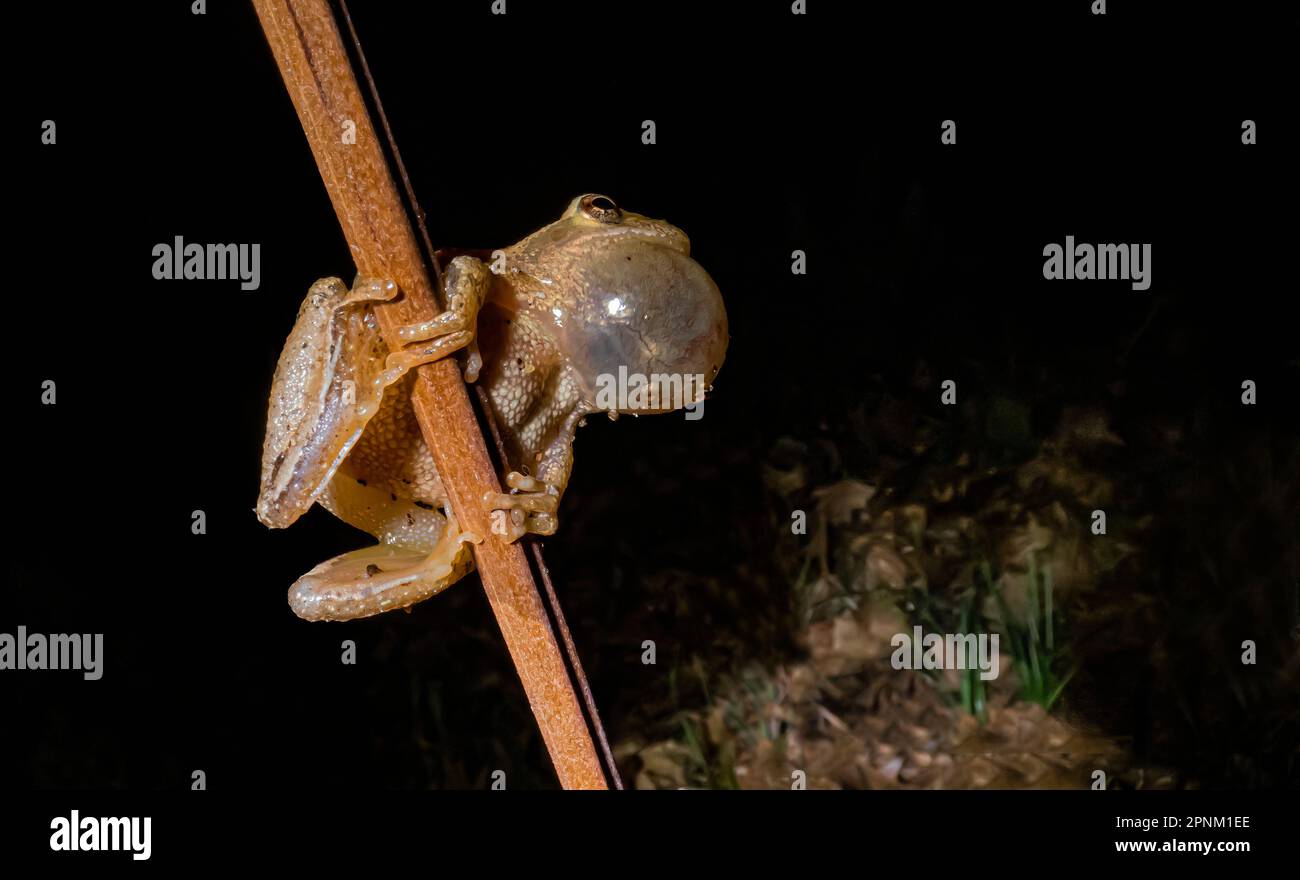 Peeper de printemps, Pseudacris crucifer, mâle qui appelle pendant la saison d'accouplement au printemps le long d'un étang permanent dans le centre du Michigan, aux États-Unis Banque D'Images