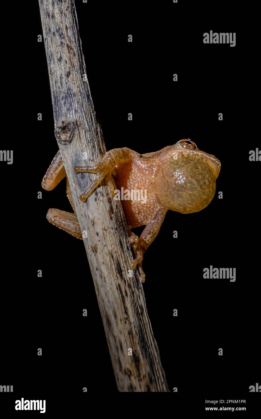 Peeper de printemps, Pseudacris crucifer, mâle qui appelle pendant la saison d'accouplement au printemps le long d'un étang permanent dans le centre du Michigan, aux États-Unis Banque D'Images