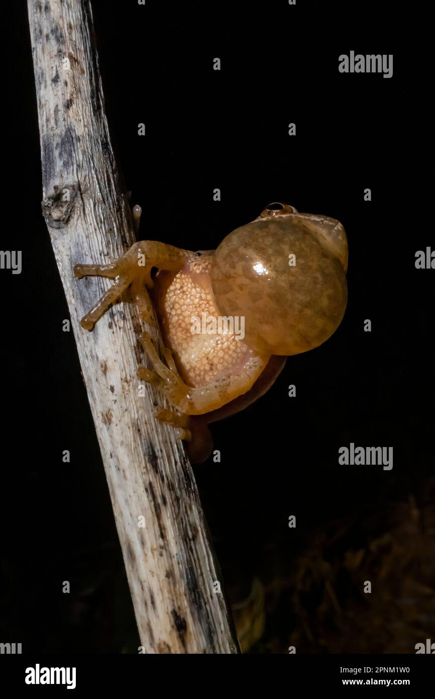 Peeper de printemps, Pseudacris crucifer, mâle qui appelle pendant la saison d'accouplement au printemps le long d'un étang permanent dans le centre du Michigan, aux États-Unis Banque D'Images