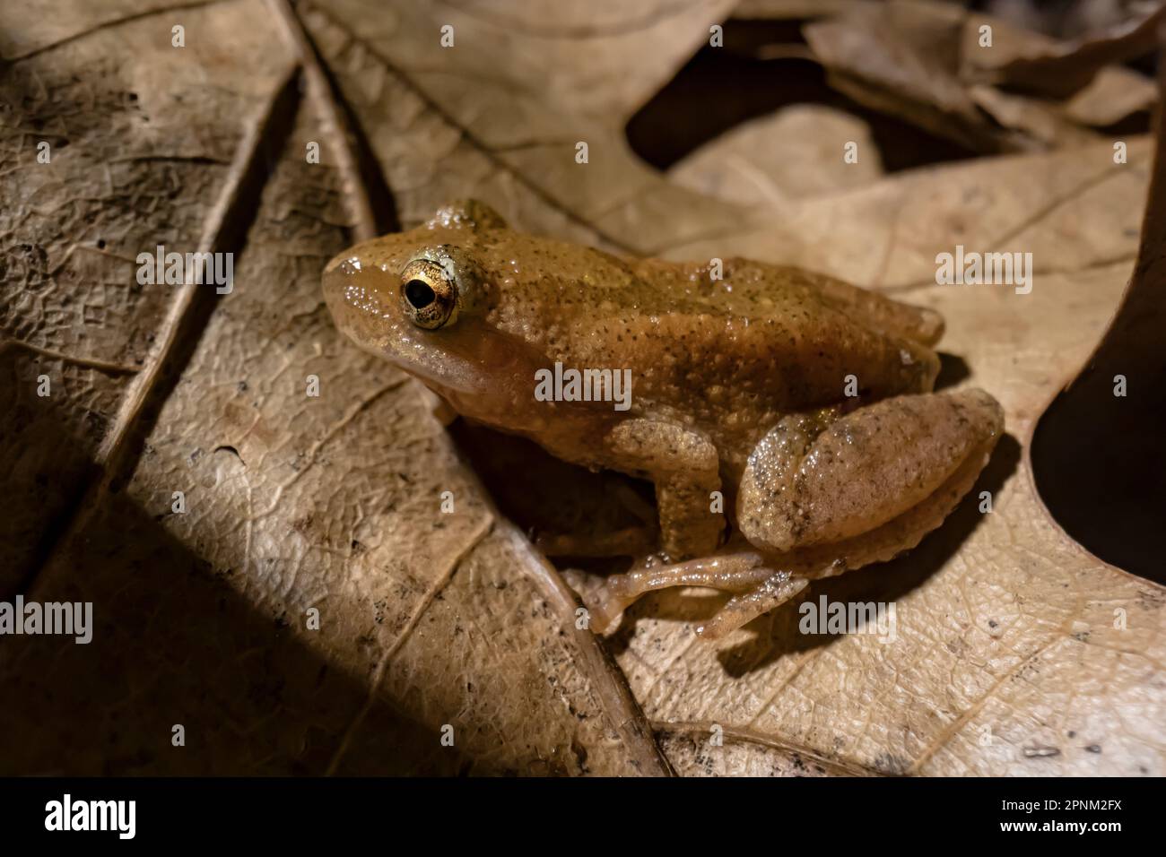 Peeper de printemps, Pseudacris crucifer, mâle s'arrêtant à l'appel pendant la saison d'accouplement au printemps le long d'un étang permanent dans le centre du Michigan, aux États-Unis Banque D'Images