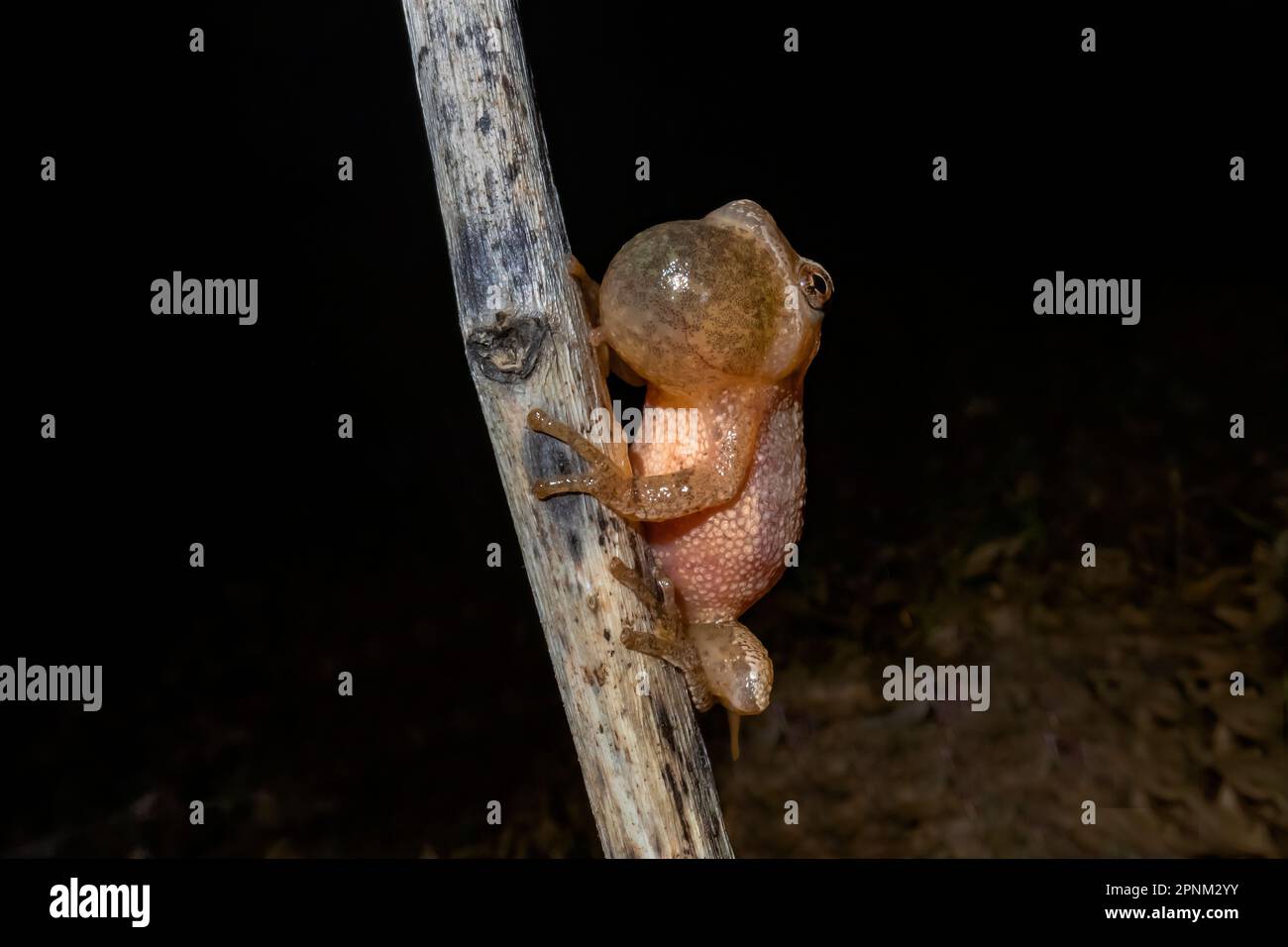 Peeper de printemps, Pseudacris crucifer, mâle qui appelle pendant la saison d'accouplement au printemps le long d'un étang permanent dans le centre du Michigan, aux États-Unis Banque D'Images