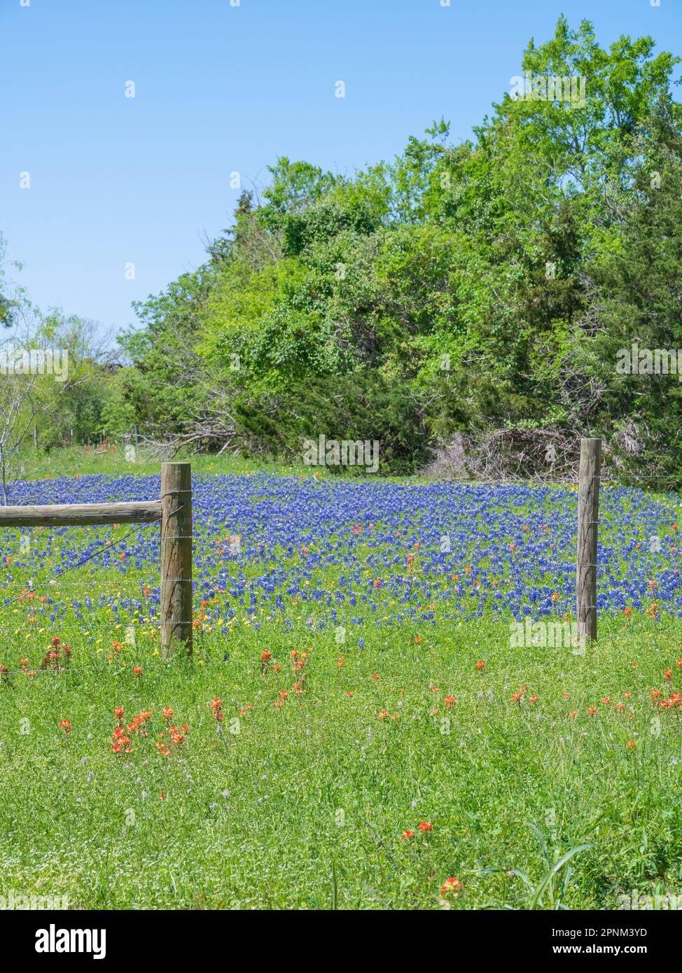 Un pré printanier au Texas classé avec des fleurs de bluebonnet et de pinceaux indiens. Banque D'Images