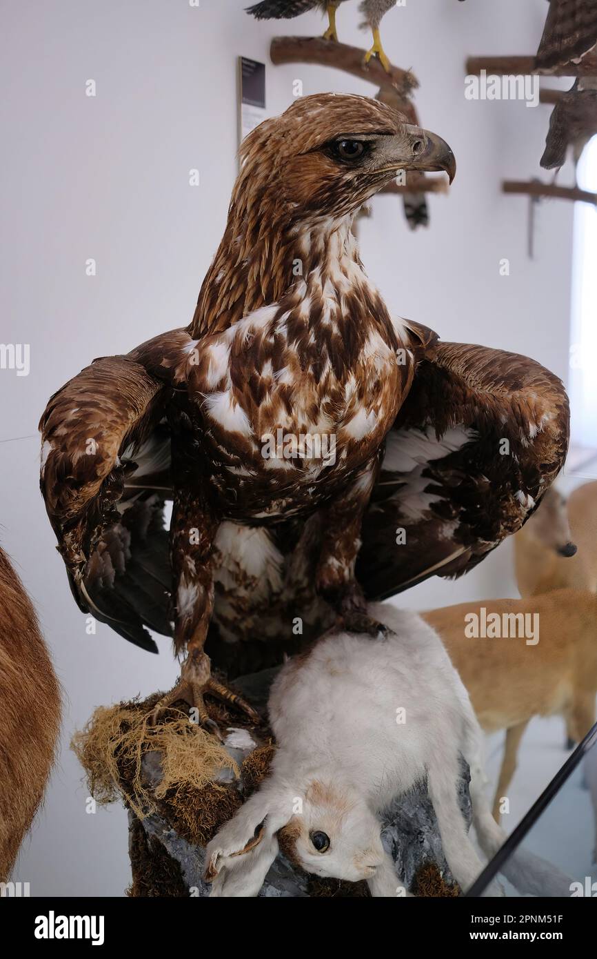 A l'intérieur du château de Škofja Loka (Skofja Loka) se trouve une section du musée où il y a beaucoup d'animaux en peluche Banque D'Images