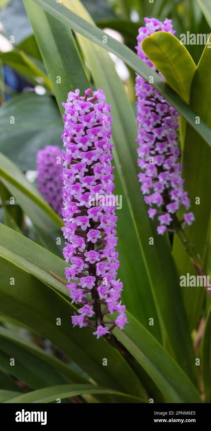 Fleurs d'orchidées d'Arpophyllum giganteum Banque D'Images