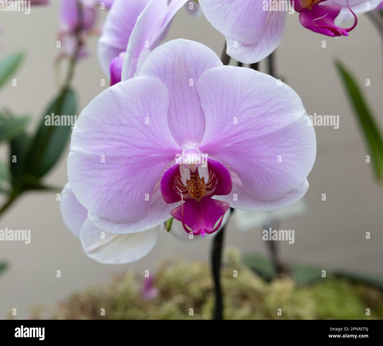 Fleurs d'orchidées de papillon Banque D'Images