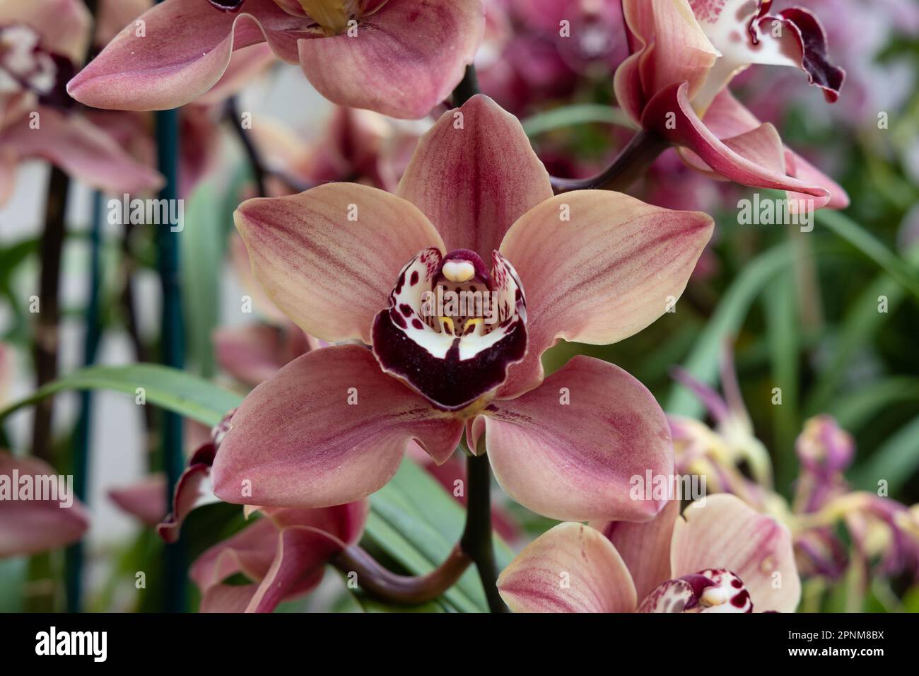Cymbidium orchid blossom Banque D'Images