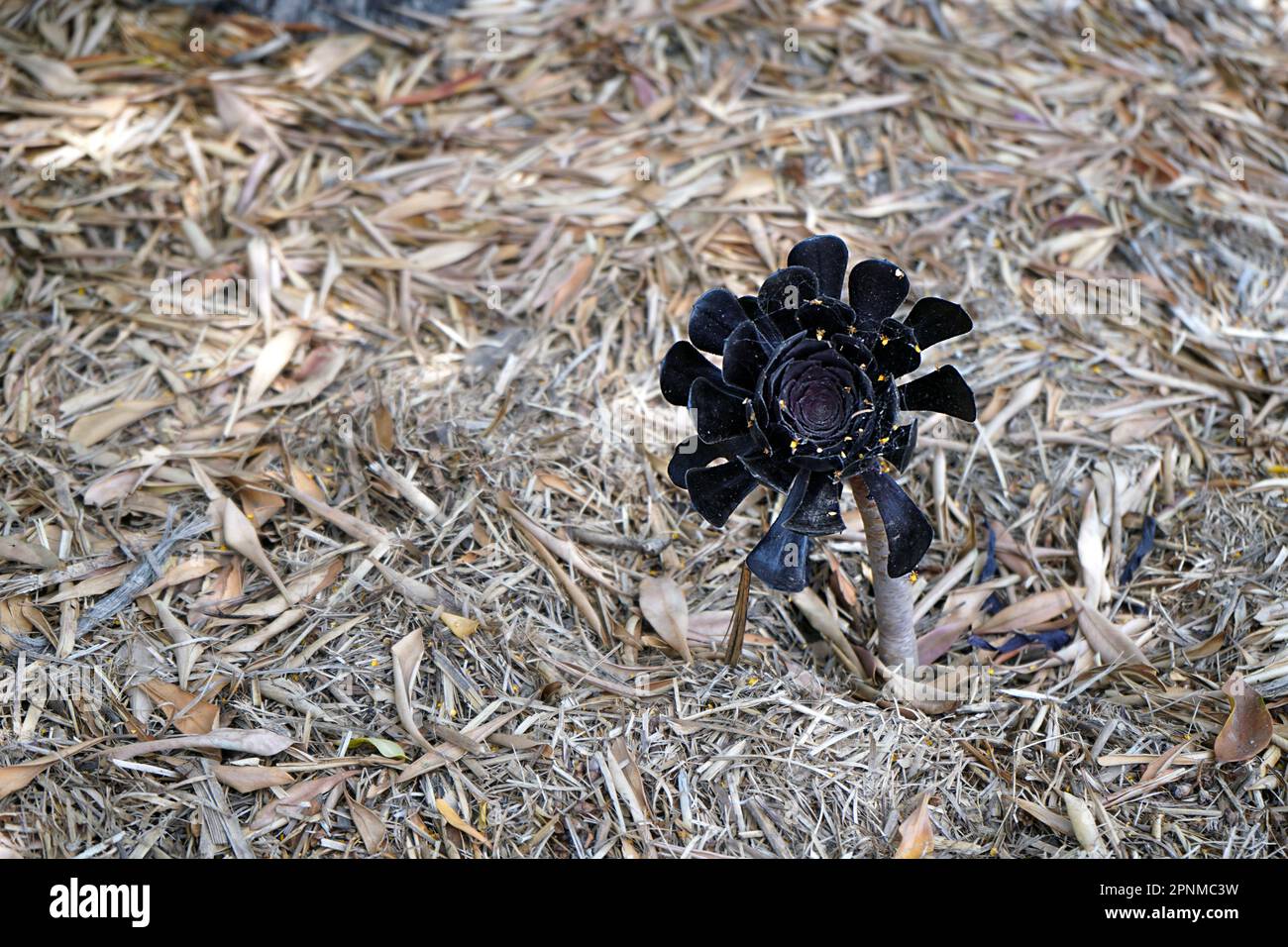 Aeonium Arboreum «Zwartkop» (rose noire). Banque D'Images
