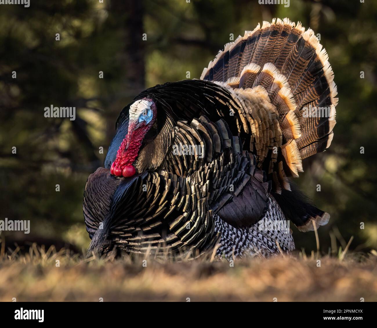 Gros plan de la dinde sauvage de Merriam (meleagris gallopavo) tom dans le printemps complet de jambe Colorado, États-Unis Banque D'Images