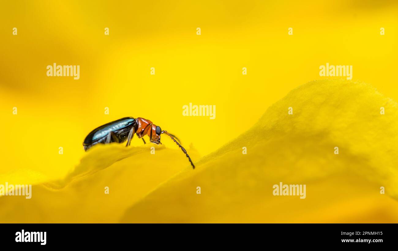 Coléoptère de feuilles de céréales (Oulema melanopus) mangeant des fleurs jaunes âgées, photographie rapprochée. Banque D'Images
