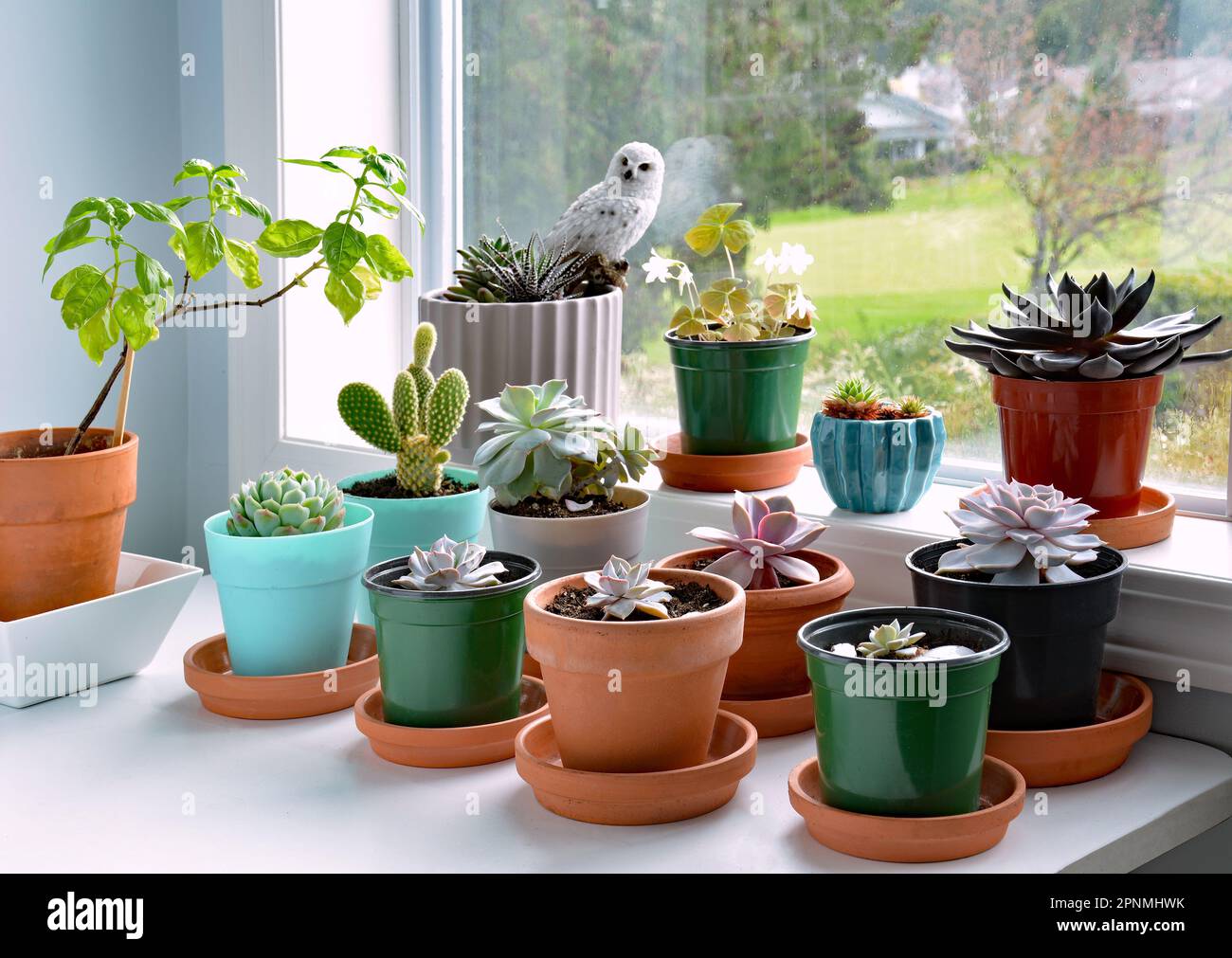 Echeveria succulents et plantes cactus dans des pots à côté d'une fenêtre strié avec des gouttes de pluie en format horizontal. Banque D'Images
