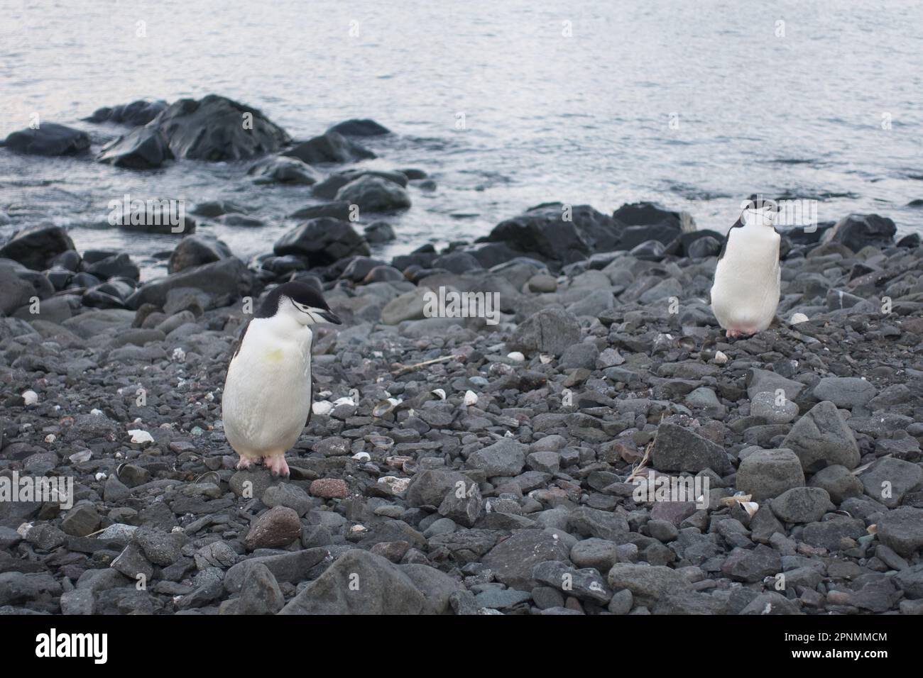 Pingouins naviguant le long de la côte en Antarctique Banque D'Images