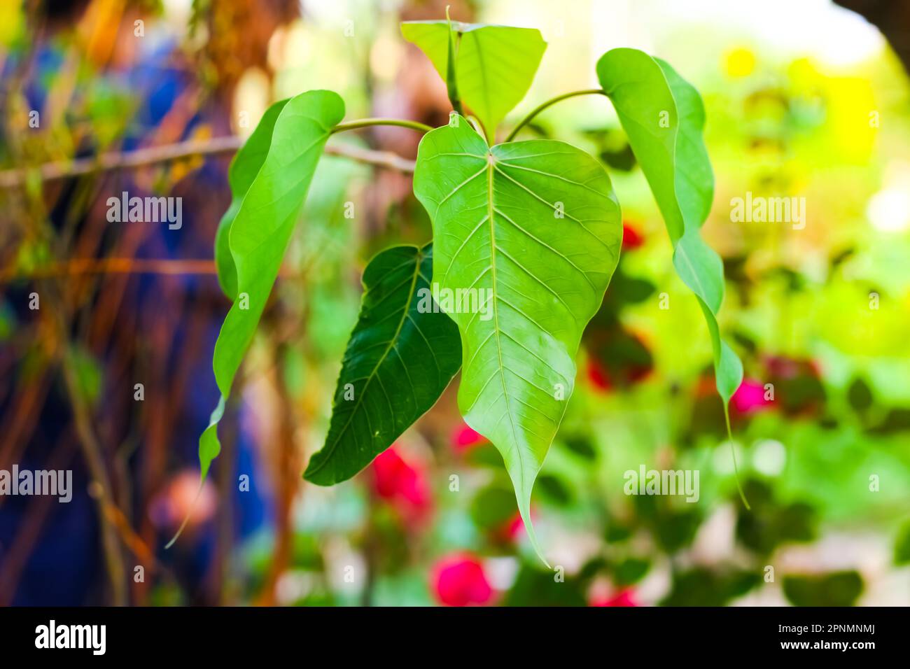 Superbe vue sur la nature de la feuille verte sur un fond de verdure floue dans le jardin et la lumière du soleil avec l'espace de copie utilisant comme arrière-plan naturel plantes vertes terres Banque D'Images