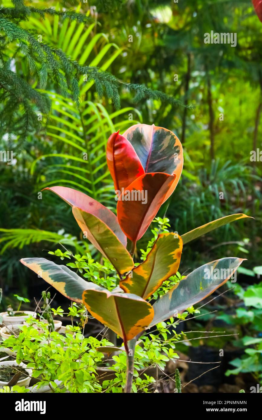 Superbe vue sur la nature de la feuille verte sur un fond de verdure floue dans le jardin et la lumière du soleil avec l'espace de copie utilisant comme arrière-plan naturel plantes vertes terres Banque D'Images