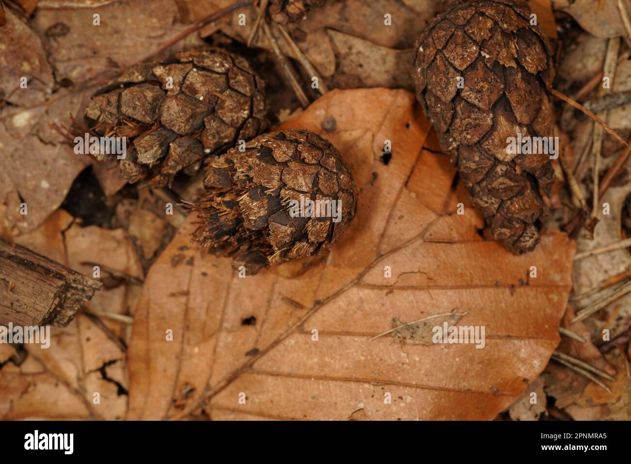 Cônes de pin cassés sur des feuilles de hêtre brun sur le plancher de la forêt en automne Banque D'Images
