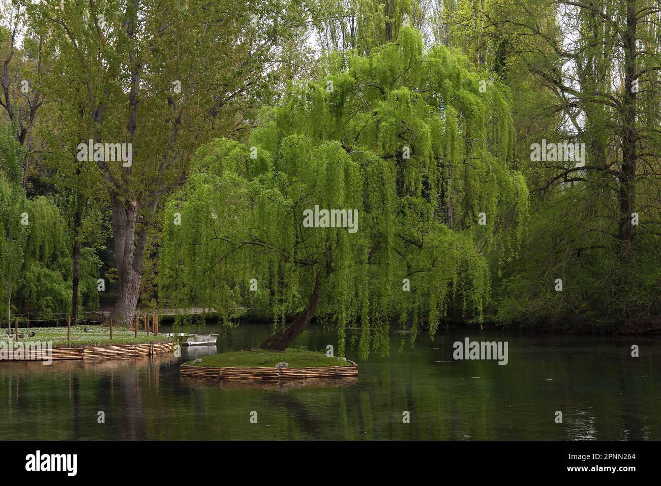 Saule pleureur ou saule Babylone (Salix Babylonica) sur une rive du lac Banque D'Images