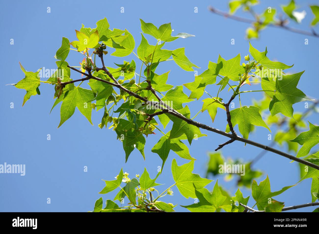 Érable divergent, Acer cappadocicum subsp. les divergents Banque D'Images