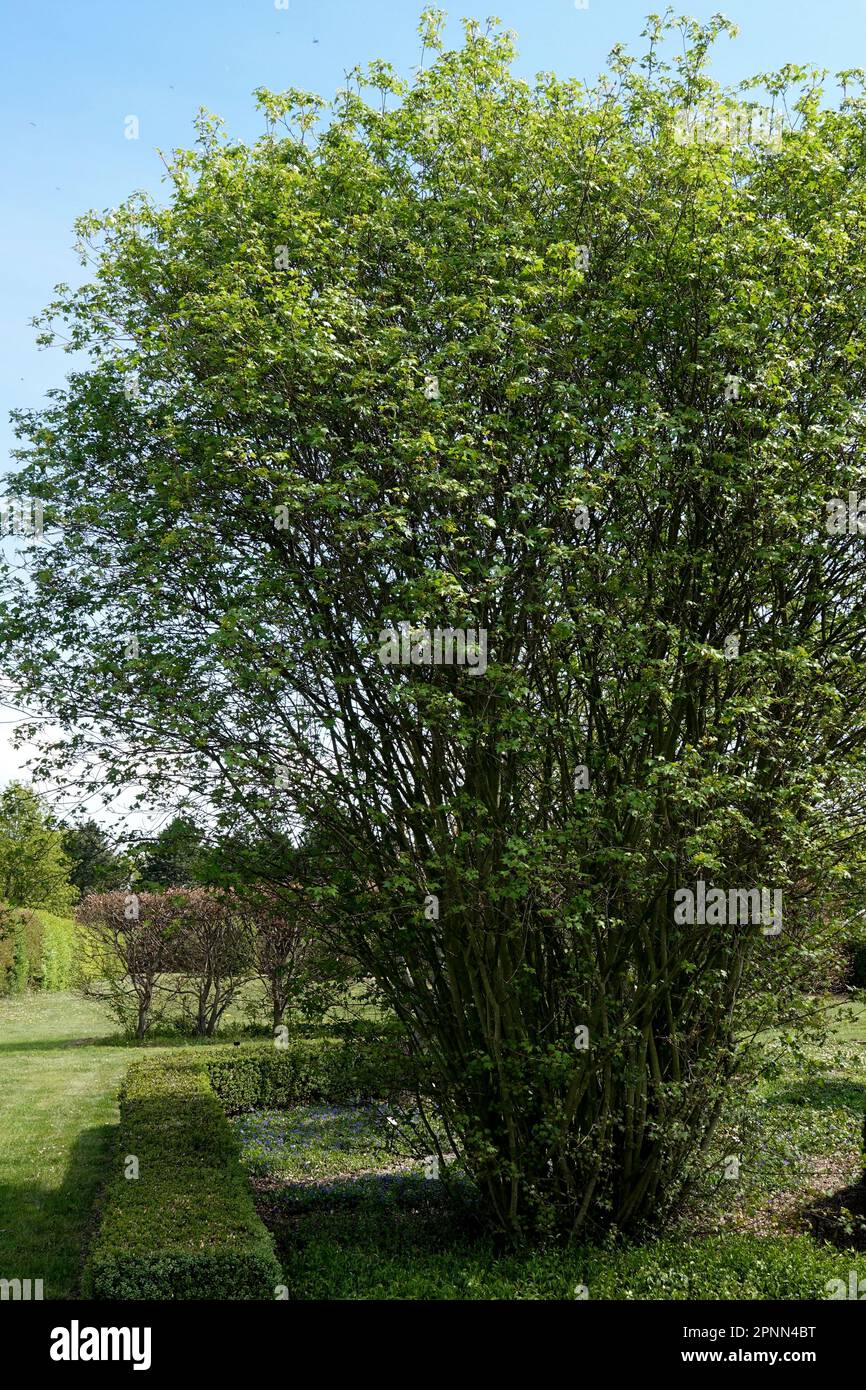 Érable divergent, Acer cappadocicum subsp. Divergens, forme, arbre Banque D'Images