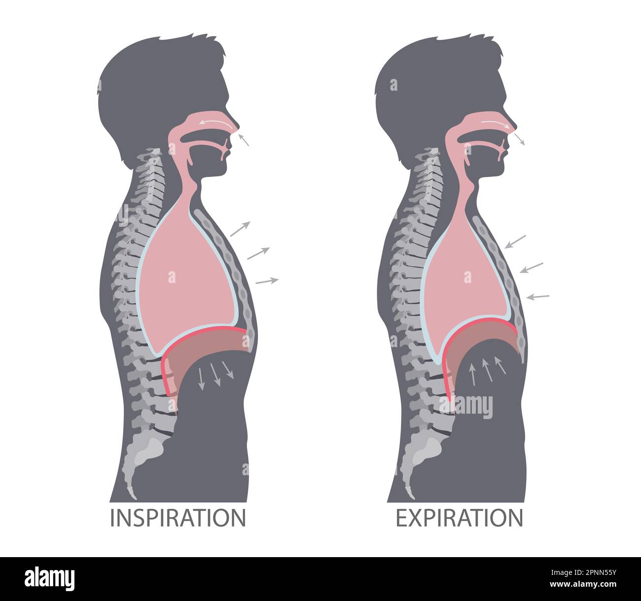 Mécanisme de respiration. Inspiration et expiration Banque D'Images