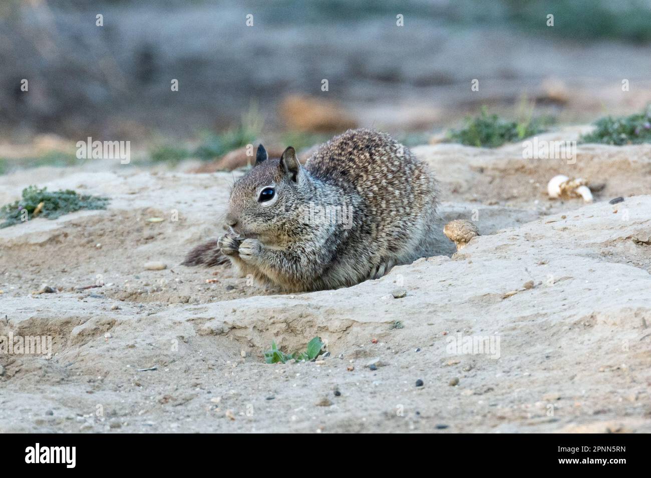 Un écureuil de Californie (Otospermophilus beecheyi), ou écureuil de Beechey, fourrage des graines dans le désert de Mojave, dans le sud de la Californie. Banque D'Images
