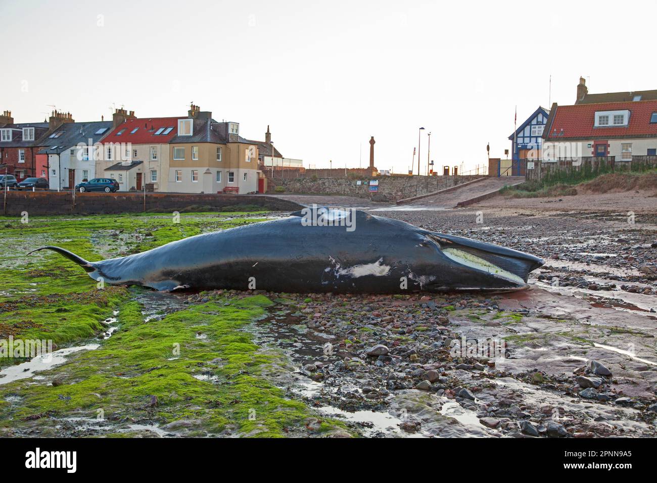 North Berwick, East Lothian, Écosse. ROYAUME-UNI. 20th avril 2023. Dead Minke Whale s'est lavé à terre sur la plage de West Bay. Crédit : Arch White/alamy Live News. Banque D'Images