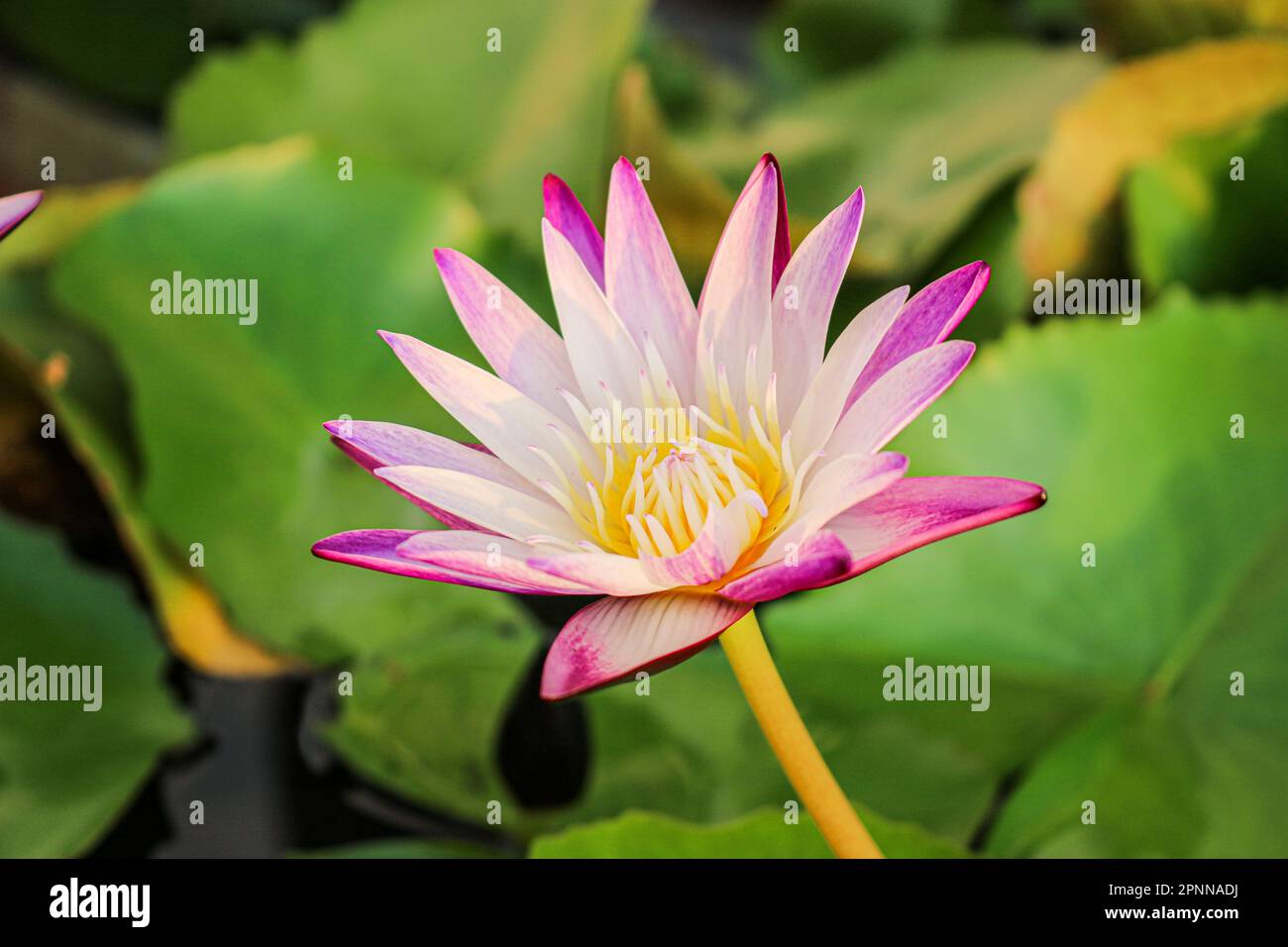 Nénuphars rouges (Nymphaea rubra) en gros plan sur l'étang Banque D'Images