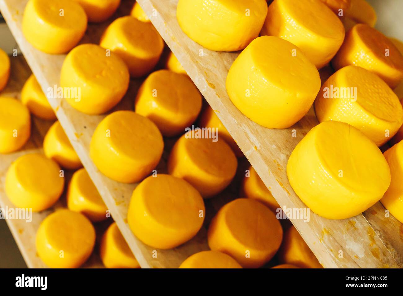 Abondance de têtes de fromage de chèvre sur les supports de plateau disposés à mûrir sur la ferme de fromage Banque D'Images