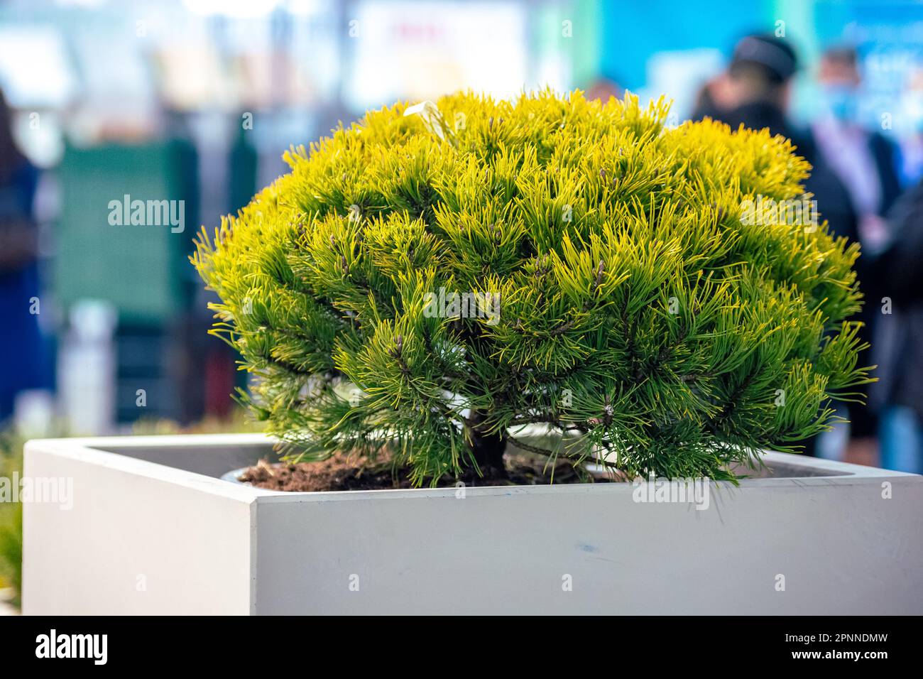 Cube de fleurs en béton avec un pin décoratif. Banque D'Images