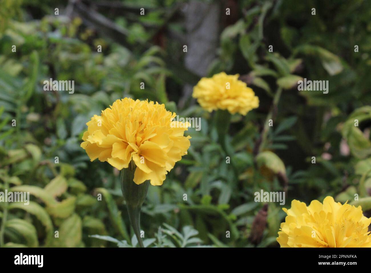 Couleur jaune belles fleurs Banque D'Images