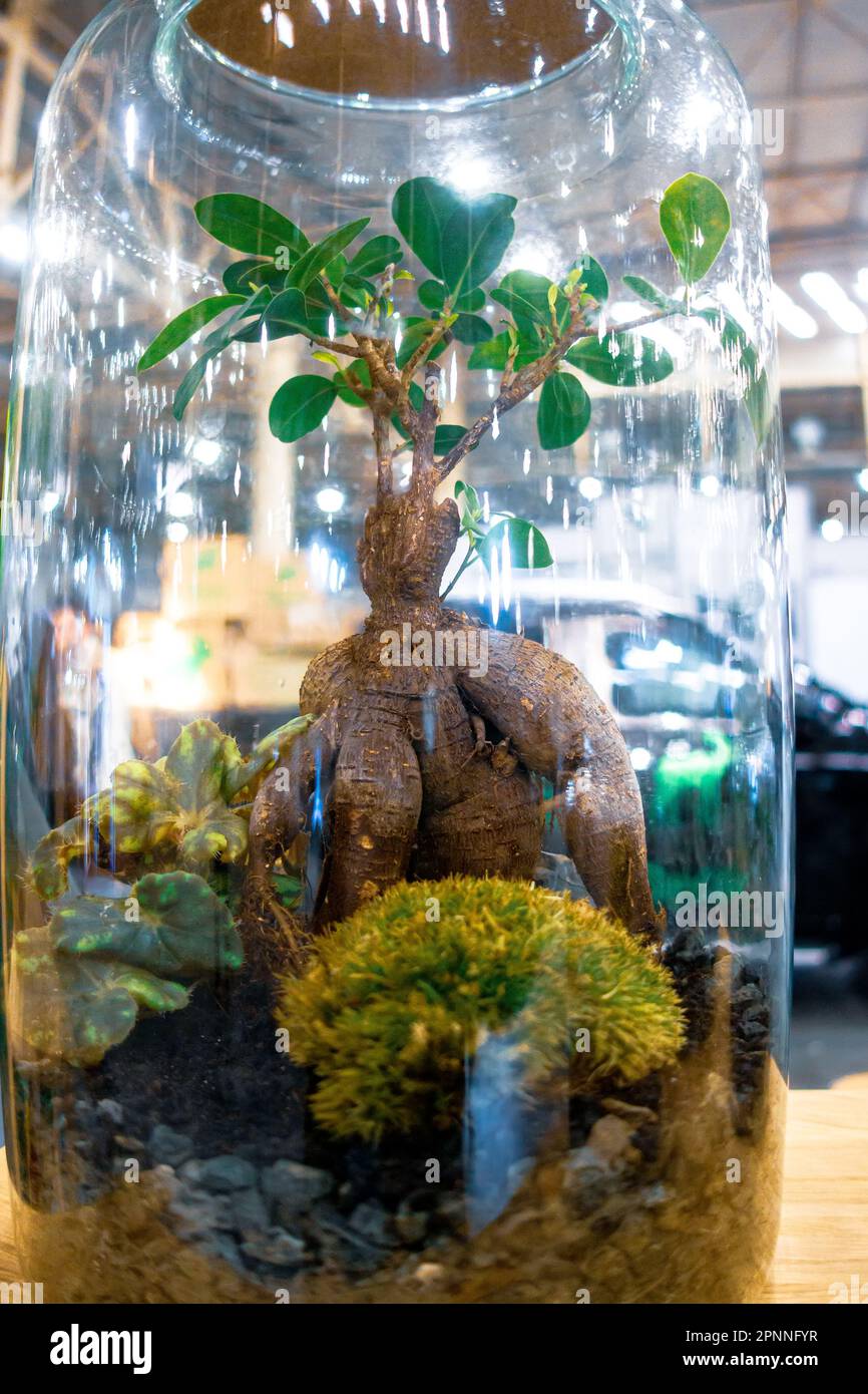 Une plante poussant à l'intérieur d'un pot en verre Photo Stock - Alamy