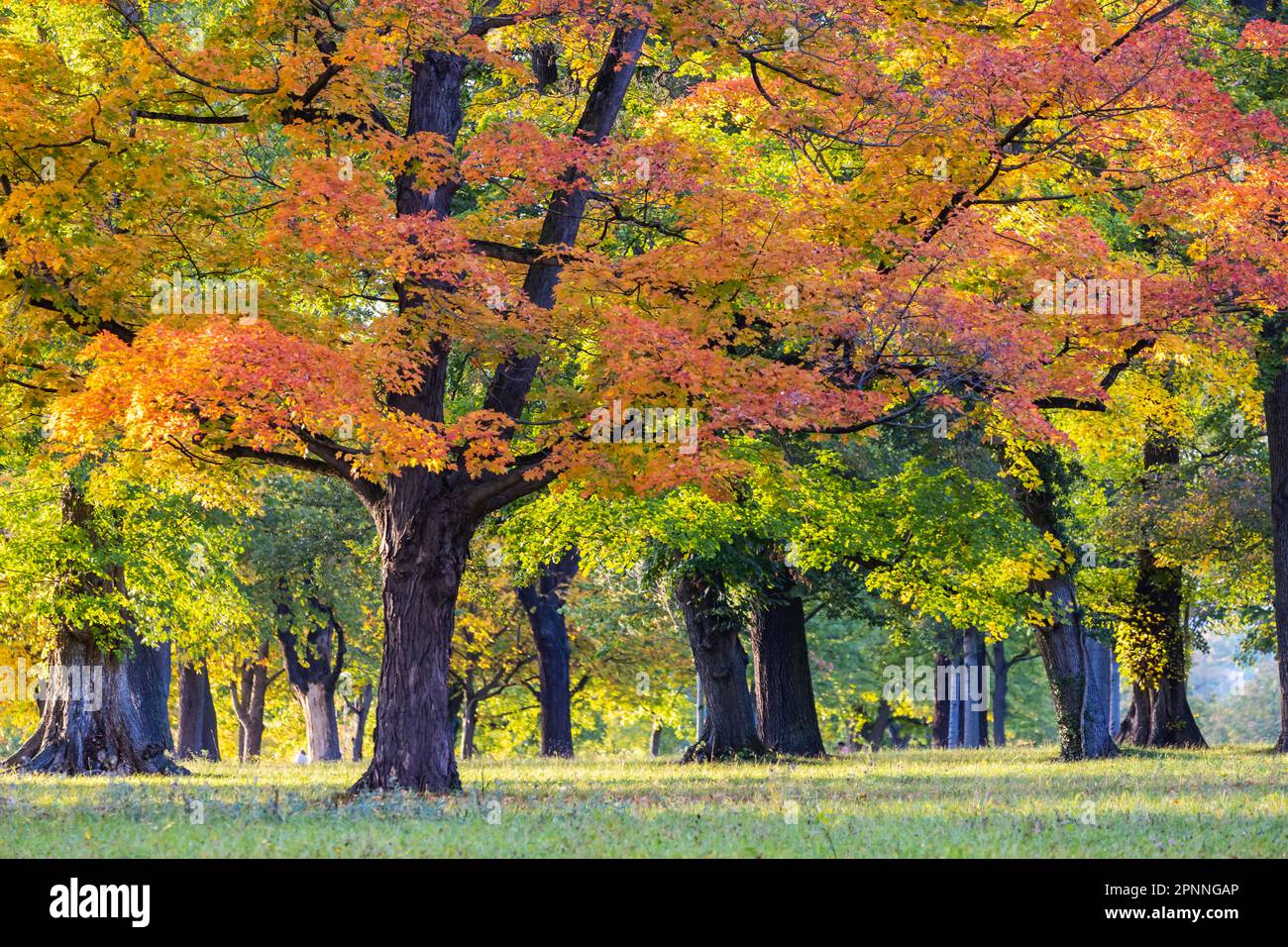 Arbres en automne avec feuillage coloré, été indien à Rosenstein Park, Stuttgart, Bade-Wurtemberg, Allemagne Banque D'Images