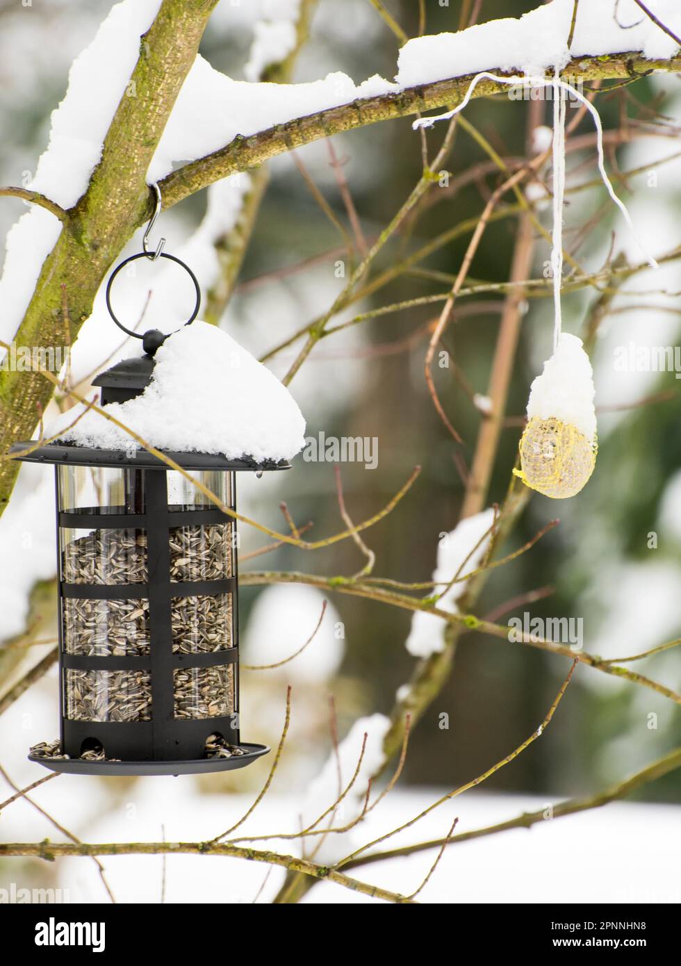 Mangeoire remplie de graines de tournesol dans la neige Banque D'Images