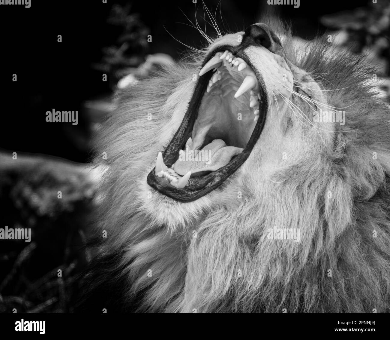 Noir et blanc Portrait d'un lion sauvage Banque D'Images