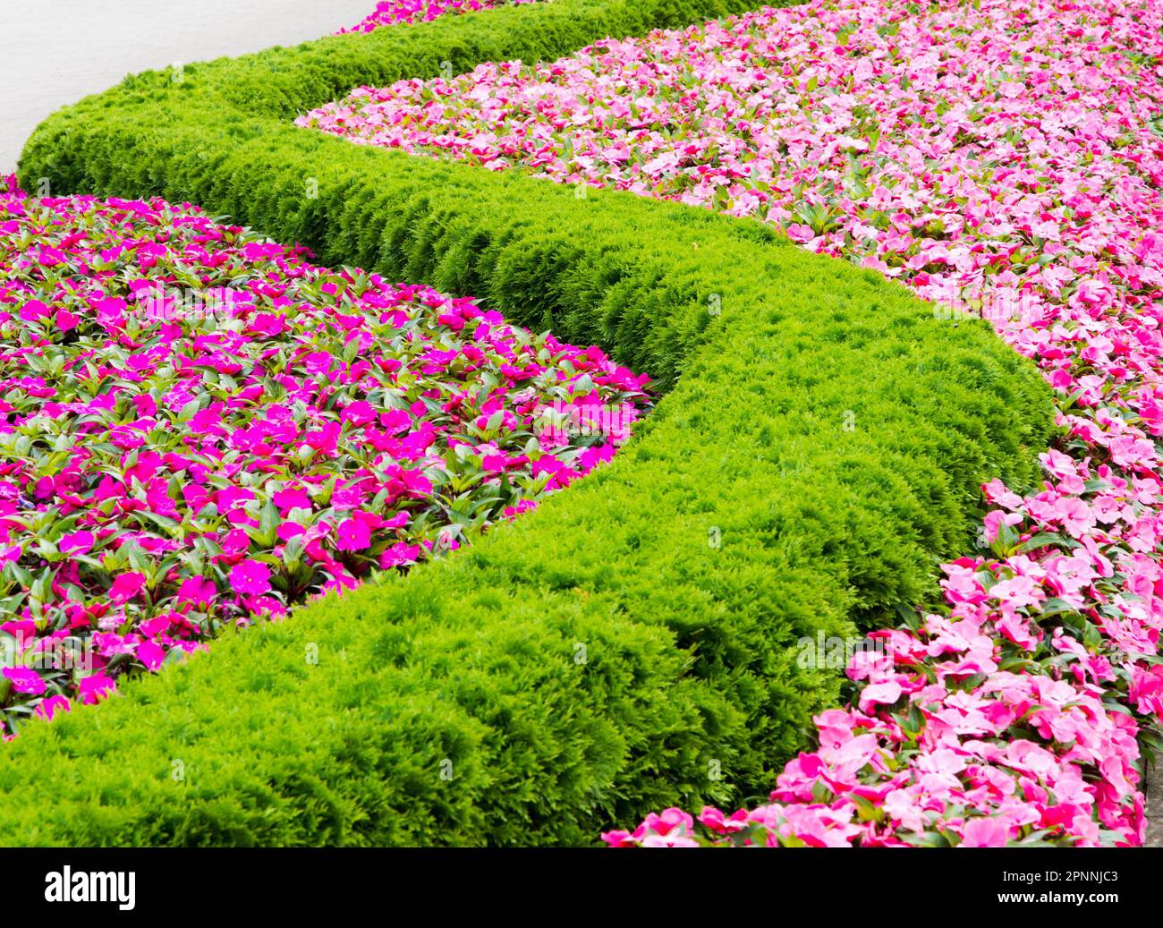 Lit fleuri avec un motif formant une ligne sinueuse Banque D'Images