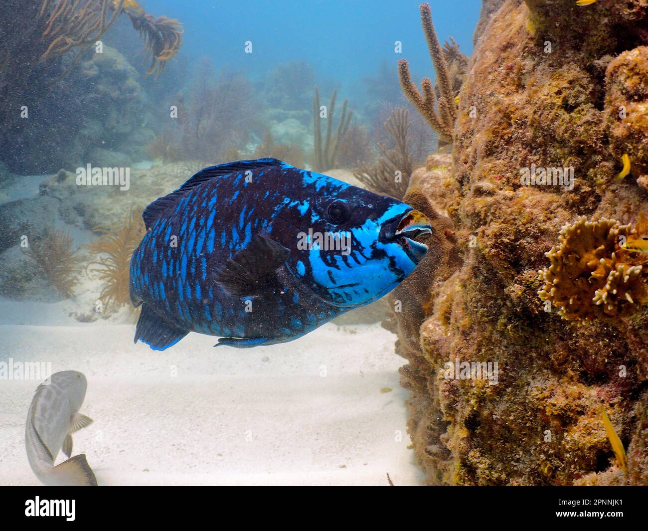 Parrotfish de minuit (Scarus coelestinus), site de plongée du parc national John Pennekamp Coral Reef, Key Largo, Florida Keys, Floride, États-Unis Banque D'Images