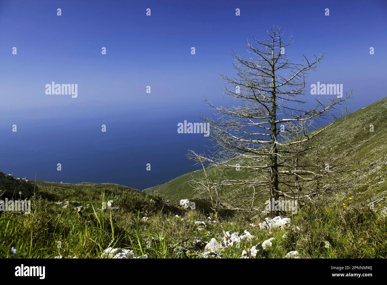 Parc national de Llogara, dans les montagnes de la Ceraunie, dans le sud de l'Albanie, a brûlé des conifères après un incendie de forêt, mer Ionienne, Llogara, Quark Vlora, Albanie Banque D'Images