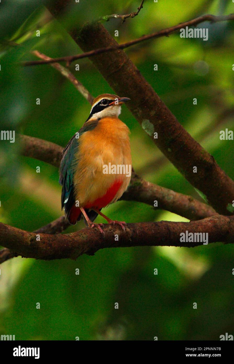 Indian Pitta (Pitta brachyura) adulte, perché sur la branche, Sri Lanka Banque D'Images