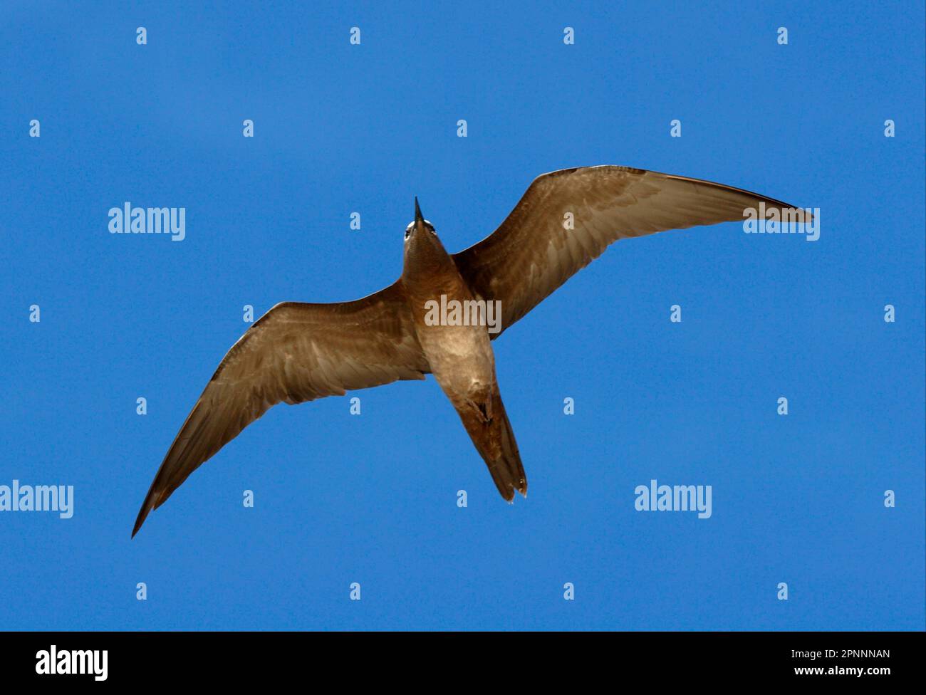 Hochement de tête brun (Anous stolidus) adulte, en vol, Lady Elliot Island, Queensland, Australie Banque D'Images