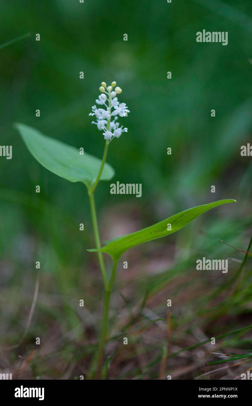 (Bifolium de Maianthemum) Banque D'Images