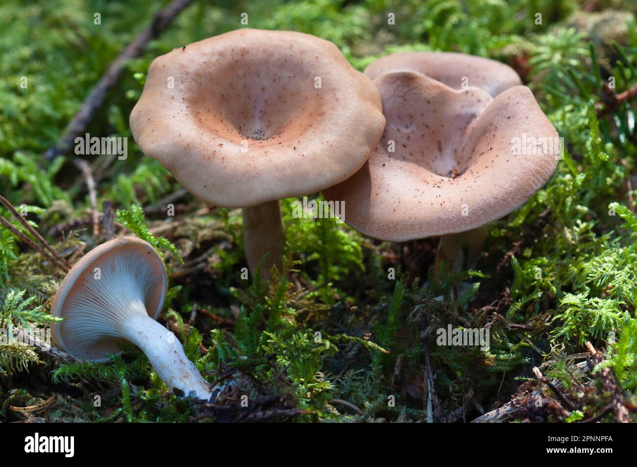 Fox Finch Banque D'Images