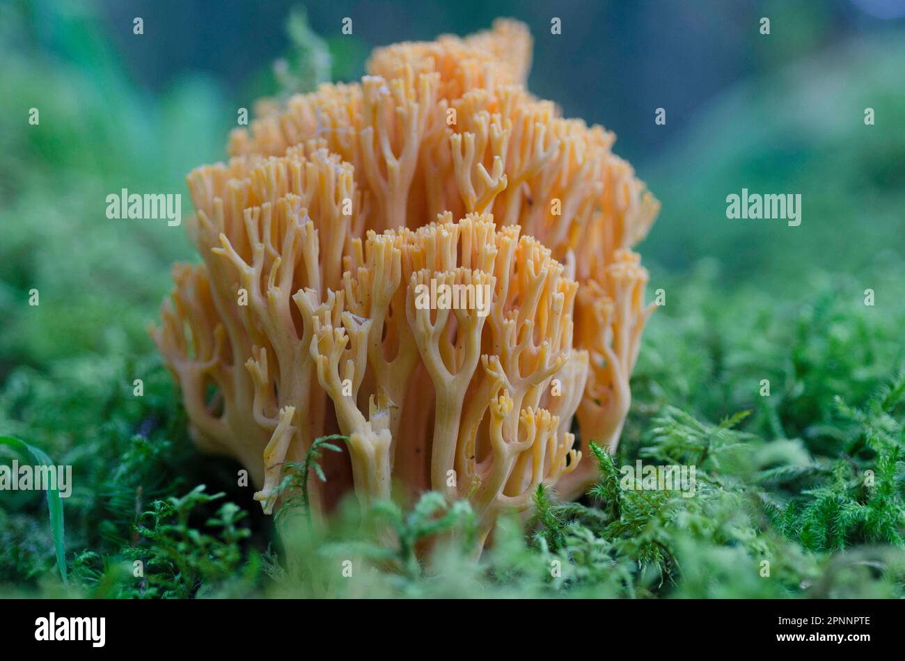 (Ramaria) largentii Banque D'Images