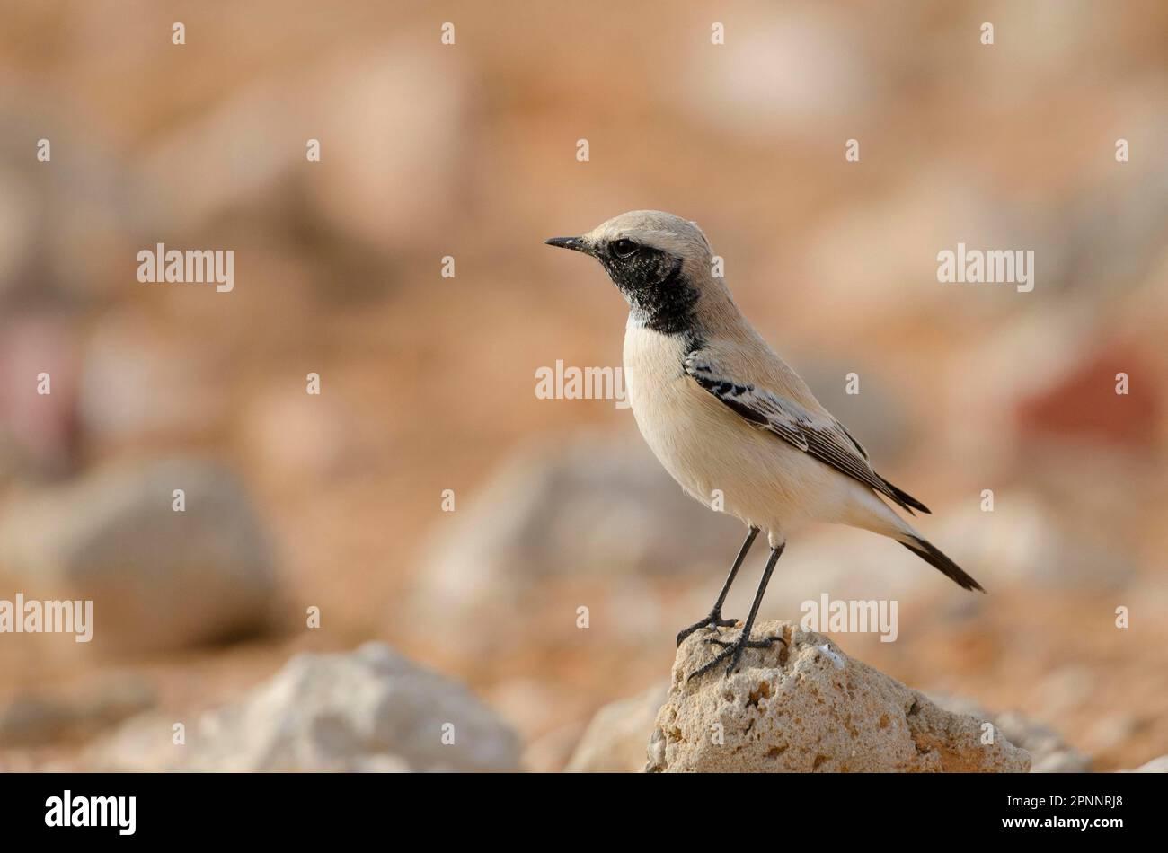 Desert Wheatear, homme Banque D'Images