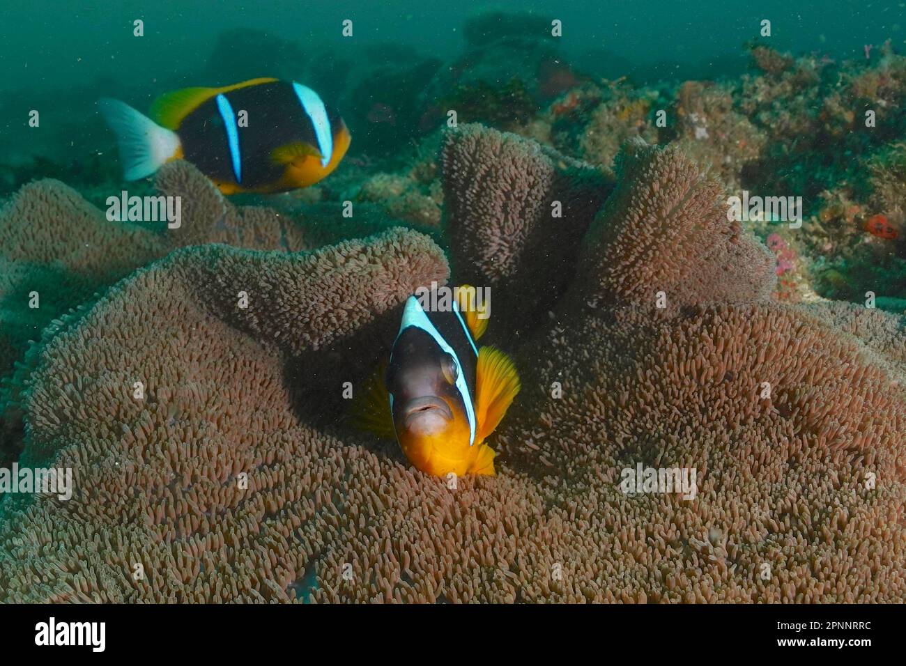 Une paire de corégone d'Allard (Amphiprion allardi) dans son anémone de mer, l'anémone de tapis. Site de plongée Aliwal Shoal, Umkomaas, KwaZulu Natal, Afrique du Sud Banque D'Images