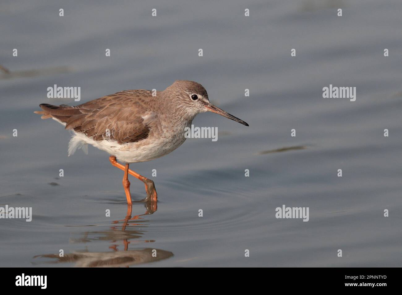 Une seule queue de Redshank commune (Tringa totanus), debout dans des eaux peu profondes, promenade de Mai po, Deep Bay, Hong Kong 25th Fév 2023 Banque D'Images