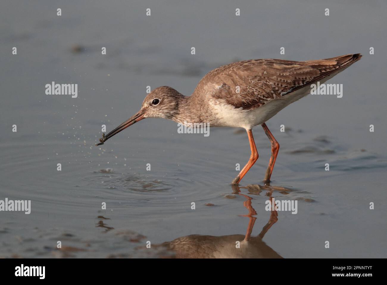 Une seule queue de Redshank commune (Tringa totanus), debout dans des eaux peu profondes, promenade de Mai po, Deep Bay, Hong Kong 25th Fév 2023 Banque D'Images