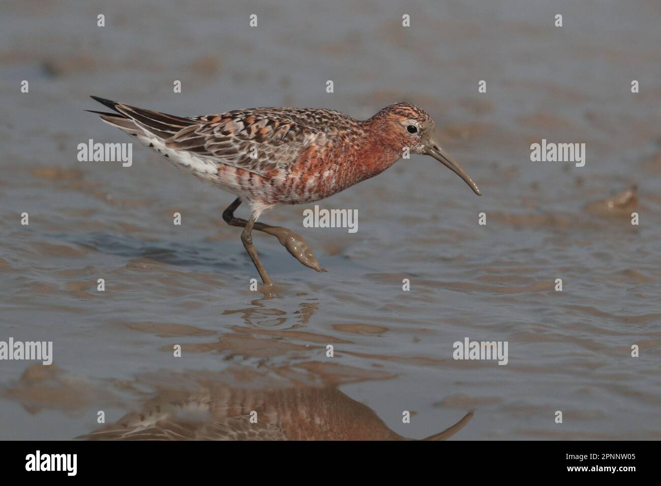 Oiseau unique de Sandpiper Curlew (Calidris ruficollis) dans le plumage de reproduction, buvant sur la vase, vue latérale, mai po, Hong Kong avril 2023 Banque D'Images