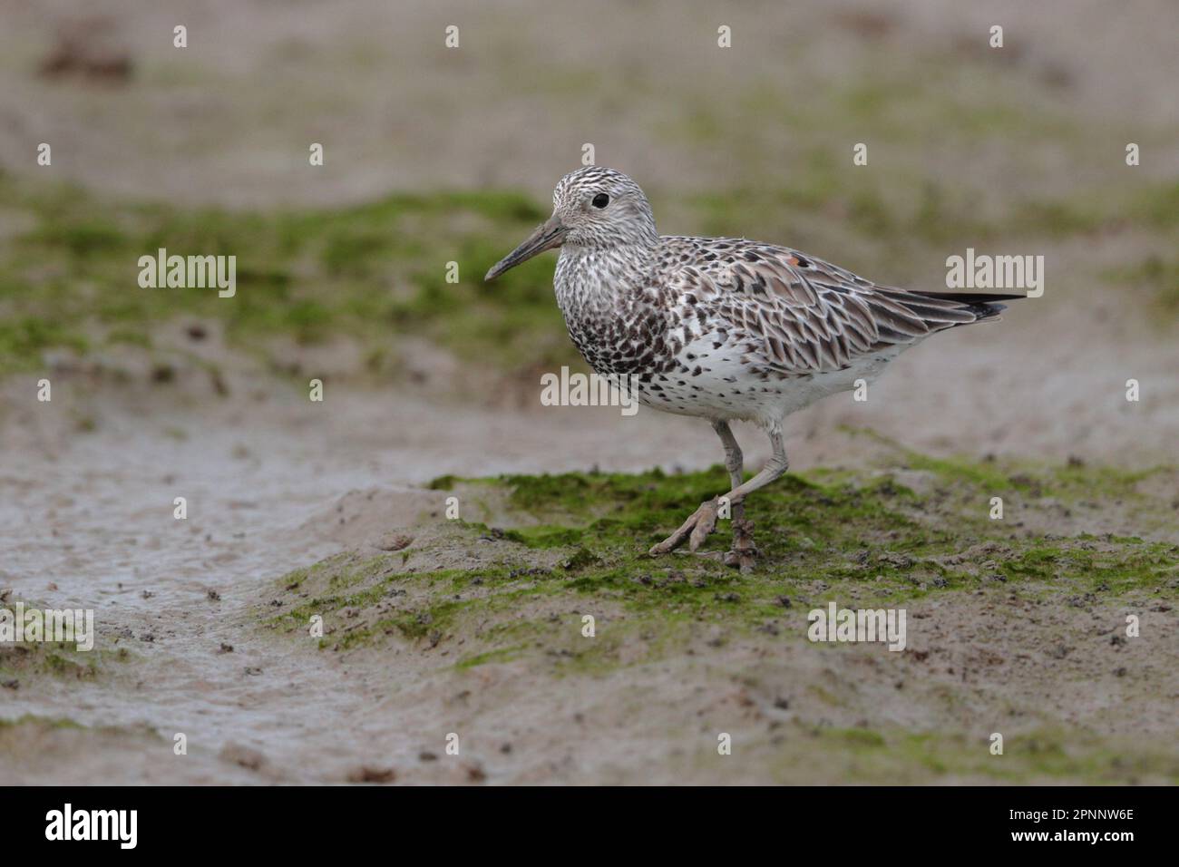 Grand noeud (Calidris tenuirostris) , espèces en voie de disparition, oiseau unique debout sur le méplat de marée, Mai po, Hong Kong 16th avril 2023 Banque D'Images